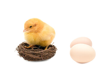 Small yellow chicken in the nest and two chicken eggs next to it on an isolated white background. Easter or agriculture concept. copy space for text. layout for design