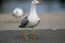Seagull By The Lake In A Park