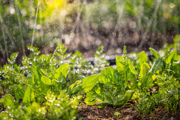 plant in the garden. planting seeds in soil. Morning watering of the greens