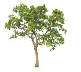 Poster - isolated tree on white background