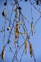 Canvas Print - Bouleau semences allergies printemps environnement arbre sante