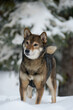 Portrait of a female dog of the breed of Shiba Inu Beautiful dog walks in the snowy cold winter forest Snowfall fell on the dog's nose