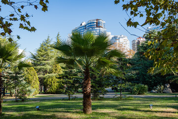 Wall Mural - Chinese windmill palm (Trachycarpus fortunei) or Chusan palm against backdrop of multi-storey residential buildings. Close-up. Pedestrian zone among exotic plants. Sochi, Russia - November 25, 2020