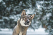 portrait of a female dog of the Japanese shikoku breed Beautiful dog walks in snowy forest Snowfall fell on the dog's nose