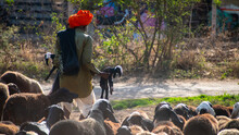 Man Carrying Newly Born Goat Babies