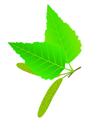 Wall Mural - green birch bud and leaves isolated on a white background.