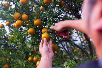 Male farmer harvest picking fruits in orange orchard.orange tree