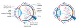 Fototapeta  - Human eye anatomy illustration with blood vessels white background 