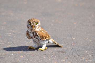 Poster - Horizontal shot of a little owl standing on the ground and looking at the camera