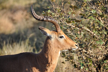 Sticker - Horizontal shot of a male impala (Aepyceros melampus) side profile, Africa