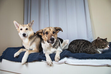 Wall Mural - Dogs and sleeping cat resting on bed