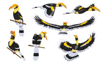 Great Hornbill Buceros Bicornis Set. Tropical Bird Great Indian Hornbill In Different Positions, In Flight And Sitting On Branches Collection Of Realistic Vector Wild Birds Of India And Southeast Asia