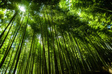 Fototapeta Sypialnia - arashiyama#1