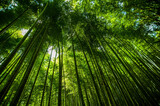 Fototapeta Sypialnia - arashiyama#2