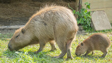 Cute Capybara Mother And Child
