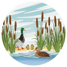 Family Of Mallard Ducks. A Drake, A Duck And Two Ducklings Learn To Swim. Lake Shore With Reeds. Sandy Shore Of The Pond. Countryside. Vector Realistic Landscape.