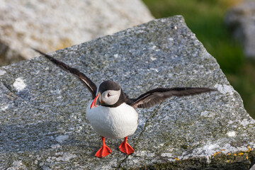 Wall Mural - Atlantic Puffin stretching on their wings