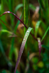 Wall Mural - Green and purple plant with water drops