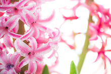 Flower Hyacinth Pink Color Close-up Isolated