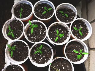 Tomato seedlings in plastic cups