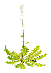 Wall Mural - 3D Rendering Shepherds Purse Plant on White