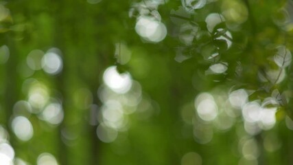 Aufkleber - Green natural roundish bokeh background. Summer day in the forest. Green leaves and sun rays. 4K