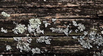 Wall Mural - Minimalistic forest background for design or advertising. Texture of tree bark with green lichen close-up.