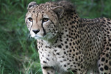 Fototapeta Sawanna - Ein Gepard beobachtet aufmerksam und schleicht sich an