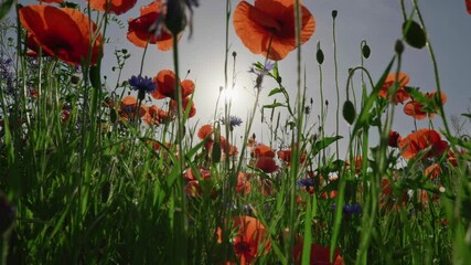 Aufkleber - Camera moves through a field of poppies on a summer morning. Red poppy flowers swaying on the wind. Blooming fields of poppies, summer in full swing