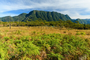 Wall Mural - beautiful view of meadow at national park, thailand.