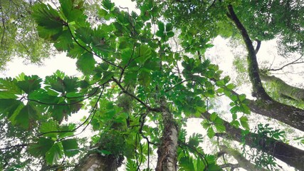 Aufkleber - Green foliage of tropical trees in jungle forest. Day trip through the jungles of Mexico. Bottom up view, gimbal shot. Green nature background