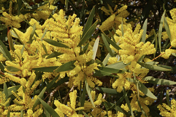 Poster - golden wattle, detail of thr flowers