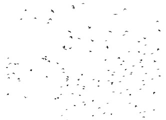 Canvas Print - A flock of birds isolated on a white