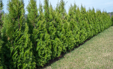 row of thuja trees. lined tree backyard. hedge of beautiful white cedar (thuja occidentalis 'smaragd
