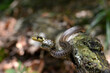 junge Äskulapnatter // juvenile Aesculapian snake (Zamenis longissimus)