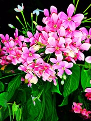 pink flower,pink nature flowers