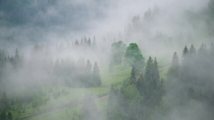 Wall Mural - Foggy forest in the mountains. Landscape with trees and mist. Landscape after rain. A view for the background. 