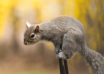 Wall Mural - squirrel in the park