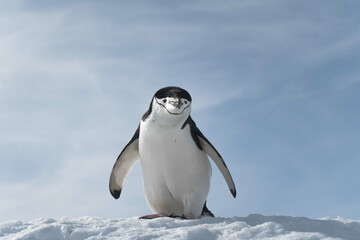 Wall Mural - Penguin walking on the frozen beach