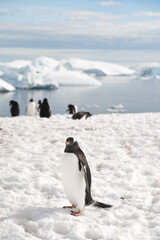 Sticker - Group of penguins walking on the frozen beach