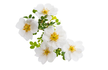 Sticker - white rose isolated