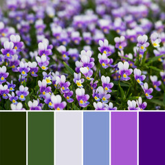 City flowerbed with lilac violets. Beautiful natural horizontal background. A palette of colors that match each other. 