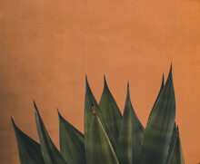 Close-up Of Aloe Vera Plant