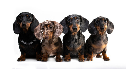 Dachshund dog portrait over white background