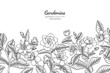 Wall Mural - Seamless pattern Gardenias flower and leaf hand drawn botanical illustration with line art.