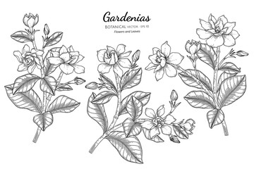 Wall Mural - Gardenias flower and leaf hand drawn botanical illustration with line art.