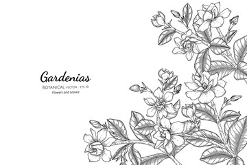 Wall Mural - Gardenias flower and leaf hand drawn botanical illustration with line art.