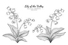 Lily Of The Valley Flower And Leaf Hand Drawn Botanical Illustration With Line Art.