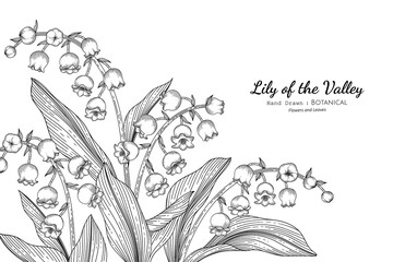 Wall Mural - Lily of the valley flower and leaf hand drawn botanical illustration with line art.