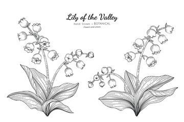 Wall Mural - Lily of the valley flower and leaf hand drawn botanical illustration with line art.